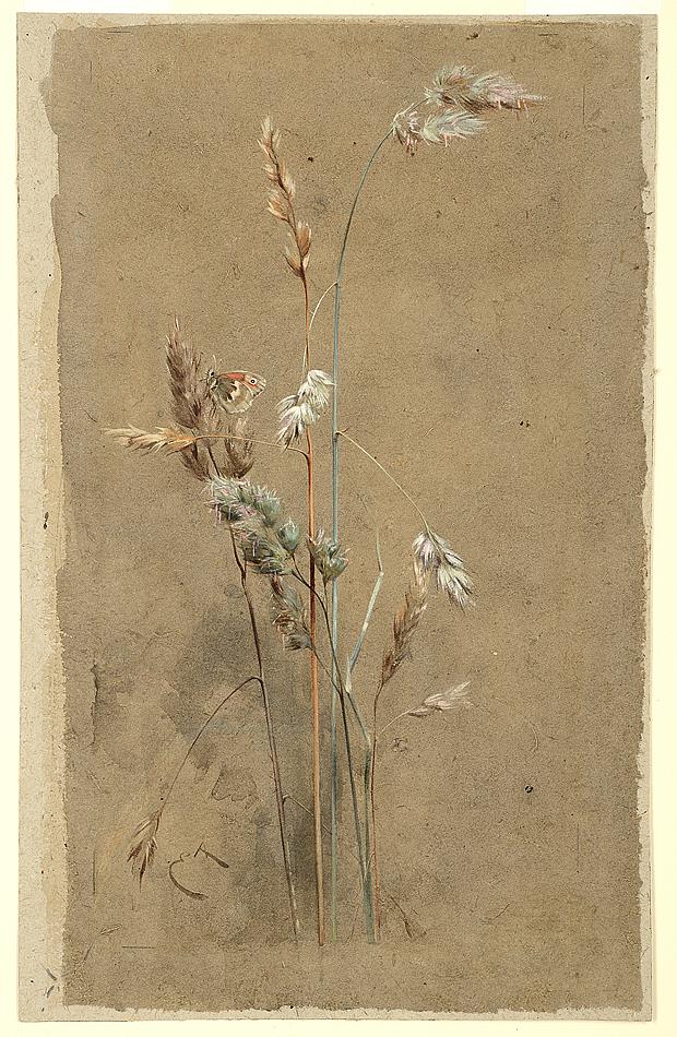 Edwin John ALEXANDER Grasses and a Small Heath Butterfly