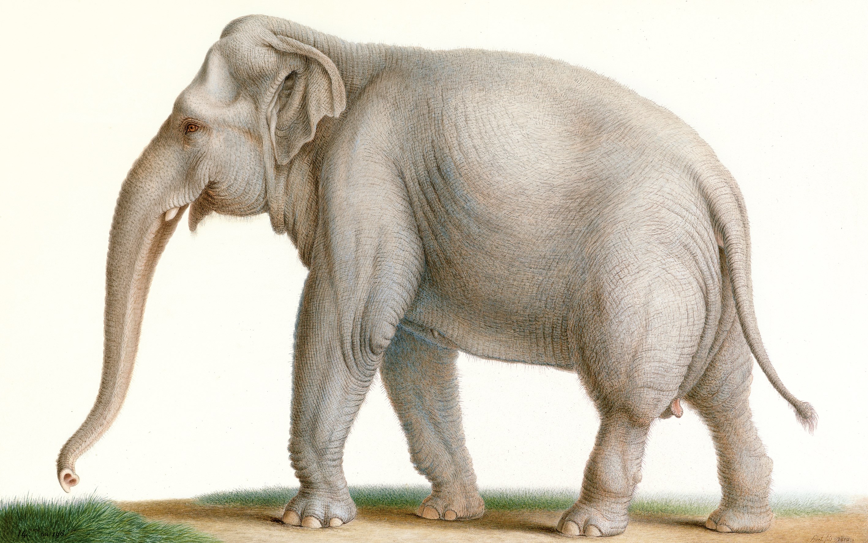 African elephant Indian elephant Drawing, African elephant, mammal, animals  png | PNGEgg